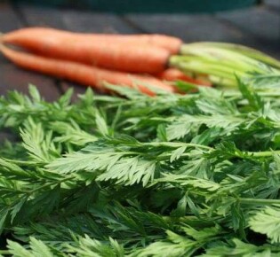 Морковь спасает от геморроя