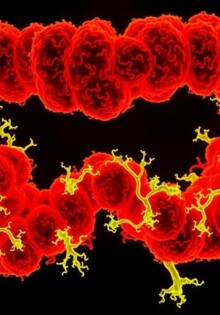 La flora bacteriana implicada en la apendicitis: un mundo microscópico que enciende un órgano olvidado