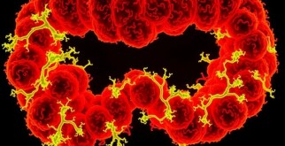 La flora bacteriana implicada en la apendicitis: un mundo microscópico que enciende un órgano olvidado