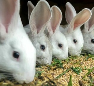 Как выбрать крольчатину?
