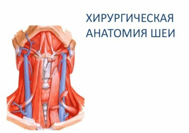 Хирургическая анатомия: разбираемся внутри человеческого организма