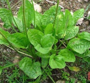 Использование подорожника при геморрое