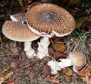 Тайны и красота животных степей: кто живет в бескрайних просторах?