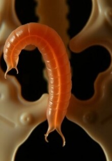 El apéndice vermiforme: ¿un órgano vestigial o un pequeño héroe escondido?