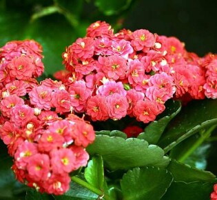 Как справиться с геморроем, используя каланхоэ