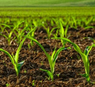 Воробьиные: Маленькие Чудеса Наших Улиц