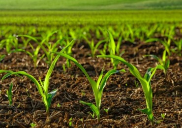 Уникальный биокомплекс КОРНЕФИТ + ГАРДЕФИТ: секреты активации роста и укрепления растений