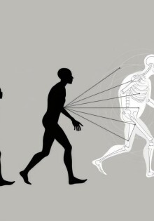 Evolutionäre Theorien zur Funktion des Appendix: un órgano pequeño con grandes preguntas
