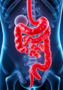 El misterio revelado: Comprendiendo la anatomía del apéndice