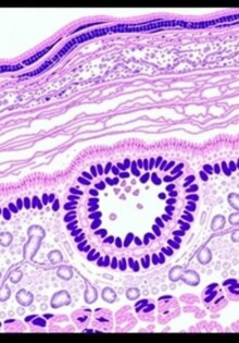 La estructura histológica de la pared apendicular: un viaje microscópico por el apéndice vermiforme