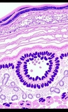La estructura histológica de la pared apendicular: un viaje microscópico por el apéndice vermiforme