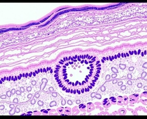 La estructura histológica de la pared apendicular: un viaje microscópico por el apéndice vermiforme
