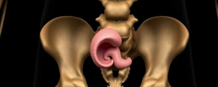 Apéndice vestigial: ¿realmente es un órgano inútil?