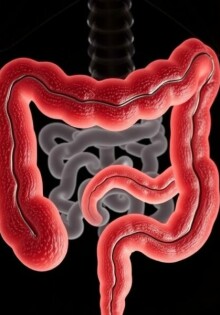 Die Embryologie des Darmtraktes und die Entstehung des Appendix: un viaje íntimo desde el embrión hasta el apéndice