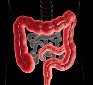 Die Embryologie des Darmtraktes und die Entstehung des Appendix: un viaje íntimo desde el embrión hasta el apéndice