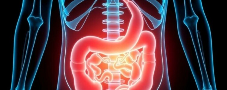 Vivir sin apéndice: ¿qué le ocurre a tu cuerpo a largo plazo?