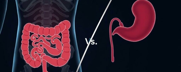 Appendicitis vs. Gastroenteritis: Understanding the Differences and Symptoms