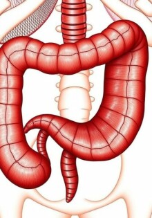 The Fascinating Function of the Appendix in the Human Body: Myths, Facts, and Surprises