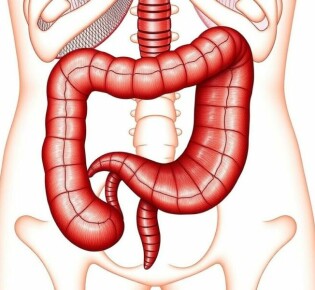 The Fascinating Function of the Appendix in the Human Body: Myths, Facts, and Surprises