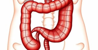 The Fascinating Function of the Appendix in the Human Body: Myths, Facts, and Surprises