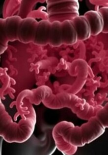 Das Mikrobiom des Appendix: Ein unterschätztes Ökosystem im menschlichen Körper