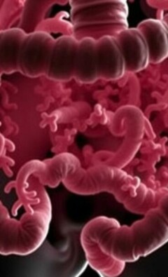 Das Mikrobiom des Appendix: Ein unterschätztes Ökosystem im menschlichen Körper