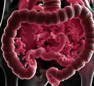 Das Mikrobiom des Appendix: Ein unterschätztes Ökosystem im menschlichen Körper