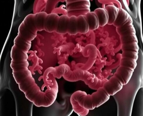 Das Mikrobiom des Appendix: Ein unterschätztes Ökosystem im menschlichen Körper