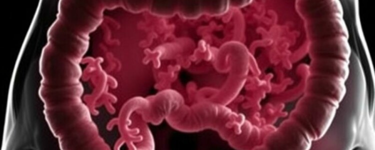 Das Mikrobiom des Appendix: Ein unterschätztes Ökosystem im menschlichen Körper