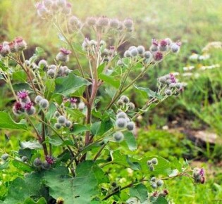 Как лопух помогает от геморроя