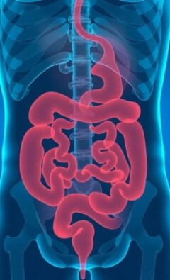 Appendicitis vs. Irritable Bowel Syndrome (IBS): Understanding the Differences and Symptoms