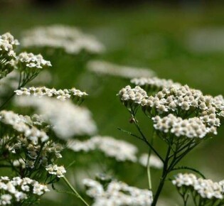 Как тысячелистник помогает в борьбе с геморроем