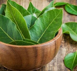 Способы применения лаврового листа от геморроя