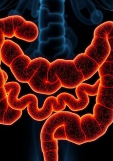 La microbiota intestinal y la salud del apéndice: una conversación íntima entre bacterias y órganos
