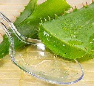 Использование алоэ при геморрое