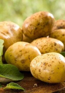 Методика лечения геморроя картофелем