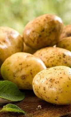 Методика лечения геморроя картофелем