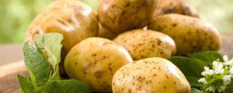 Методика лечения геморроя картофелем