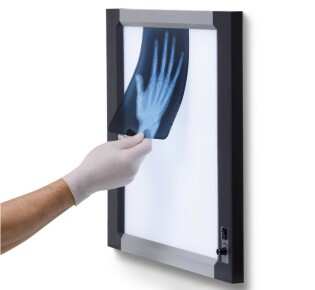 Дельфин: рыба или млекопитающее? Разбираем этот интересный вопрос!