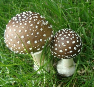 Чуковский: волшебный мир сказок для детей