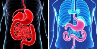 Les Différences Entre Appendicite et Colique Hépatique : Comprendre Pour Mieux Agir