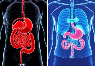 Les Différences Entre Appendicite et Colique Hépatique : Comprendre Pour Mieux Agir