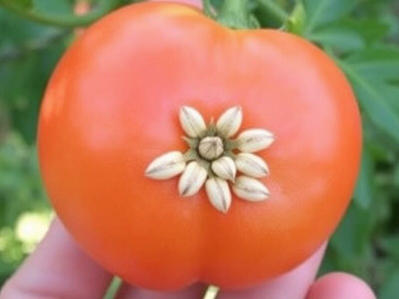 Mythos: Kerne in Tomaten und Obst als Auslöser?. ¿Qué reacciones atribuyen las personas a las semillas? Mythos: Kerne in Tomaten und Obst als Auslöser?. ¿Qué reacciones atribuyen las personas a las semillas?